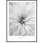 Flower chrysanthemum 10